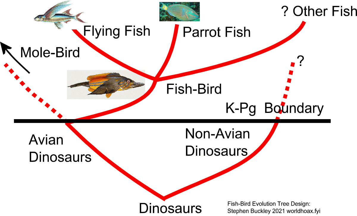 Image:Evolution tree for the Fish-Bird
